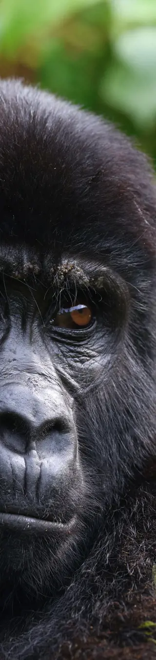 Das jüngste Mitglied der von uns aufgespürten Gorilla-Familie.